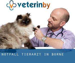 Notfall Tierarzt in Borne
