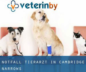 Notfall Tierarzt in Cambridge-Narrows