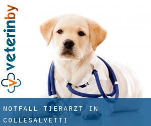 Notfall Tierarzt in Collesalvetti