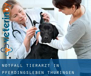 Notfall Tierarzt in Pferdingsleben (Thüringen)