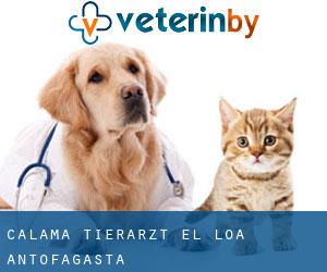 Calama tierarzt (El Loa, Antofagasta)