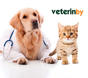Veterinärarzt in Jutiapa