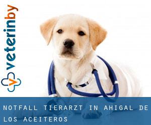 Notfall Tierarzt in Ahigal de los Aceiteros