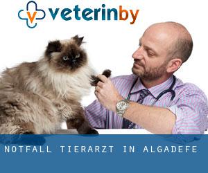 Notfall Tierarzt in Algadefe