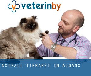 Notfall Tierarzt in Algans
