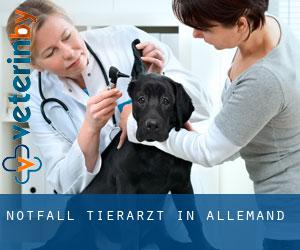 Notfall Tierarzt in Allemand