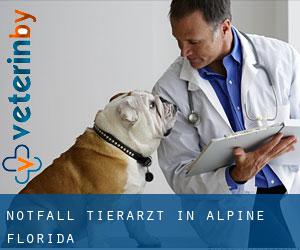 Notfall Tierarzt in Alpine (Florida)