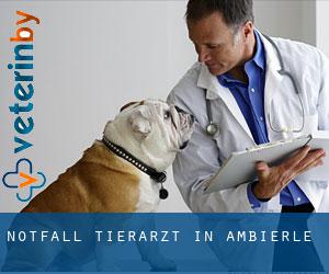 Notfall Tierarzt in Ambierle
