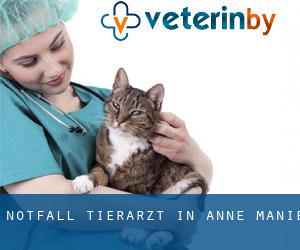 Notfall Tierarzt in Anne Manie