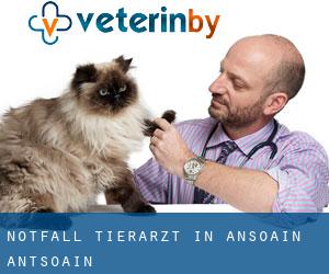 Notfall Tierarzt in Ansoáin / Antsoain