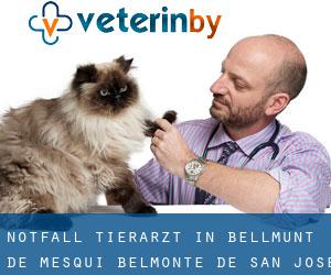 Notfall Tierarzt in Bellmunt de Mesquí / Belmonte de San José