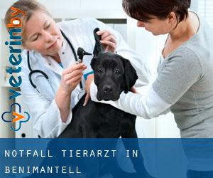 Notfall Tierarzt in Benimantell