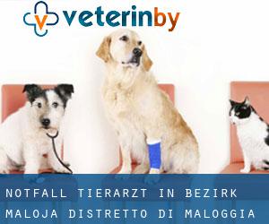 Notfall Tierarzt in Bezirk Maloja / Distretto di Maloggia