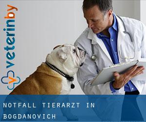 Notfall Tierarzt in Bogdanovich