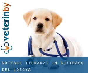 Notfall Tierarzt in Buitrago del Lozoya