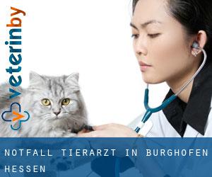 Notfall Tierarzt in Burghofen (Hessen)