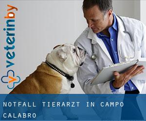 Notfall Tierarzt in Campo Calabro