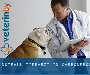 Notfall Tierarzt in Carboneros