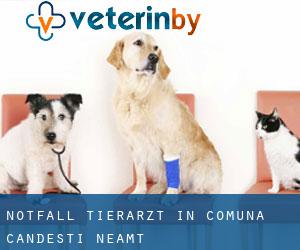 Notfall Tierarzt in Comuna Cândeşti (Neamţ)