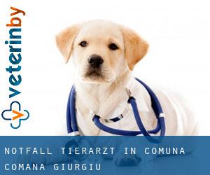 Notfall Tierarzt in Comuna Comana (Giurgiu)