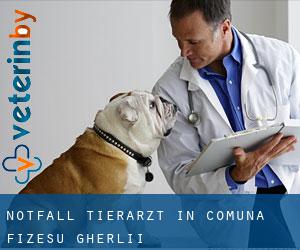 Notfall Tierarzt in Comuna Fizeşu Gherlii