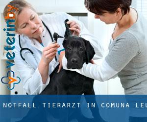 Notfall Tierarzt in Comuna Leu
