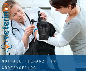 Notfall Tierarzt in Croesyceilog