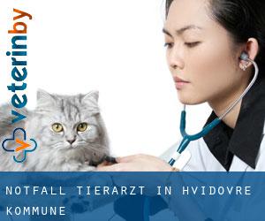 Notfall Tierarzt in Hvidovre Kommune