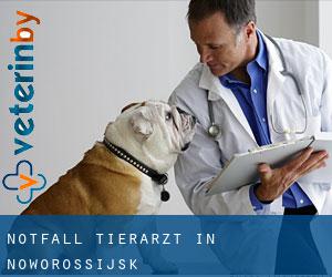 Notfall Tierarzt in Noworossijsk