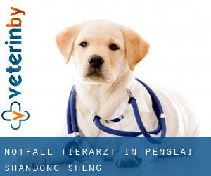 Notfall Tierarzt in Penglai (Shandong Sheng) Notfall Tierarzt in Penglai (Shandong Sheng)