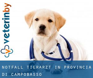 Notfall Tierarzt in Provincia di Campobasso
