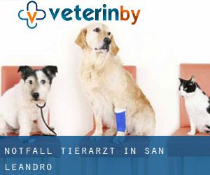 Notfall Tierarzt in San Leandro