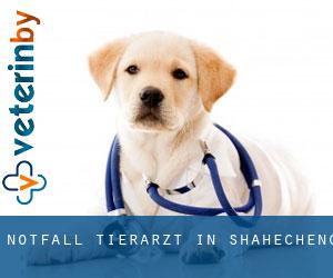 Notfall Tierarzt in Shahecheng Notfall Tierarzt in Shahecheng