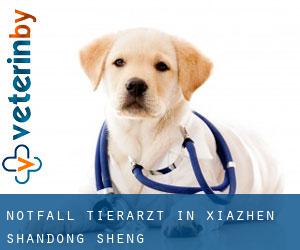 Notfall Tierarzt in Xiazhen (Shandong Sheng) Notfall Tierarzt in Xiazhen (Shandong Sheng)